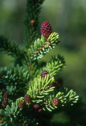 Black Spruce - <i>Picea mariana</i>
