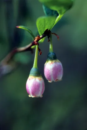 Bog Blueberry - <i>Vaccinium uliginosum</i>