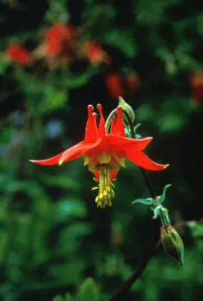 Columbine - <i>Aquilegia formosa</i>