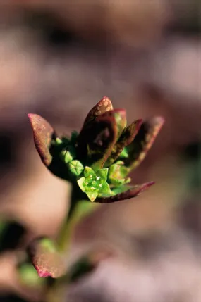 Comandra - <i>Geocaulon lividum</i>