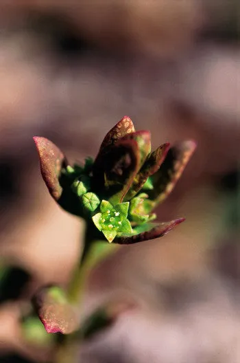Comandra - <i>Geocaulon lividum</i>