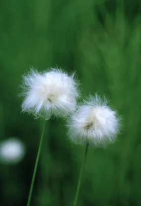Cotton Grass - <i>Eriophorum sp.</i>