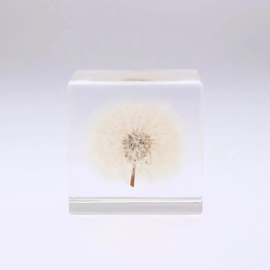 Dandelion