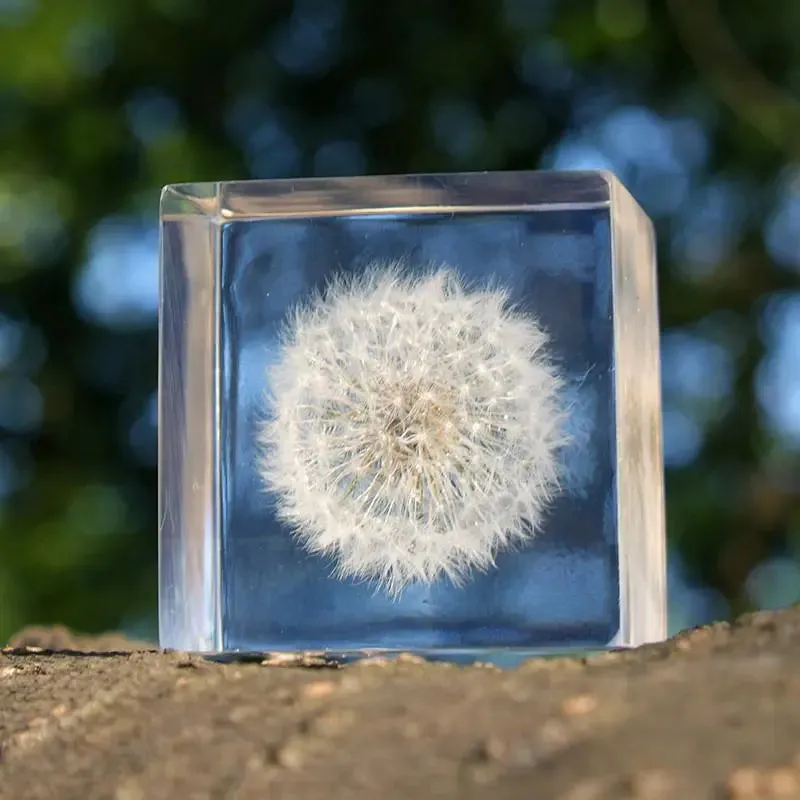 Dandelion