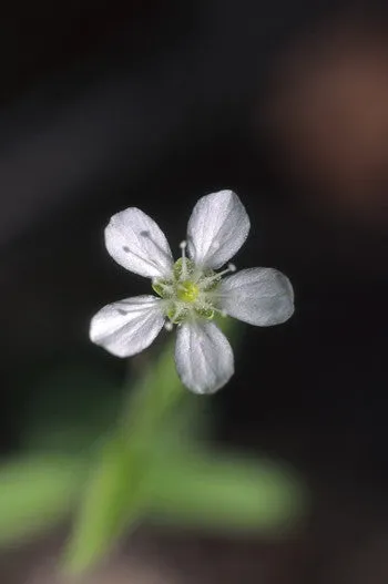 Grove Sandwort - <i>Moehringia lateriflora</i>