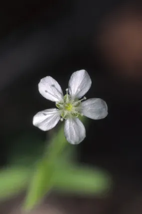 Grove Sandwort - <i>Moehringia lateriflora</i>