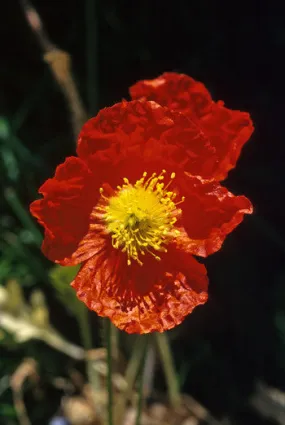 Icelandic Poppy - <i>Papaver nudicaule</i>