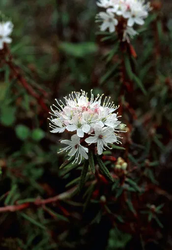 Labrador Tea - <i>Ledum palustre</i>
