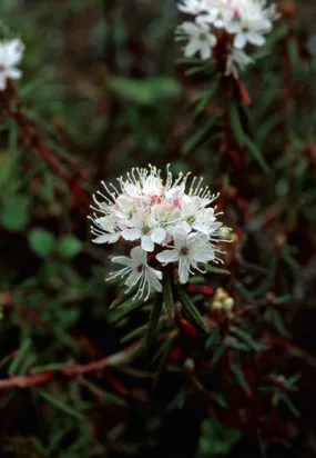 Labrador Tea - <i>Ledum palustre</i>