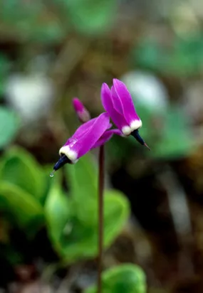 Shooting Star - <i>Dodecatheon frigidum</i>